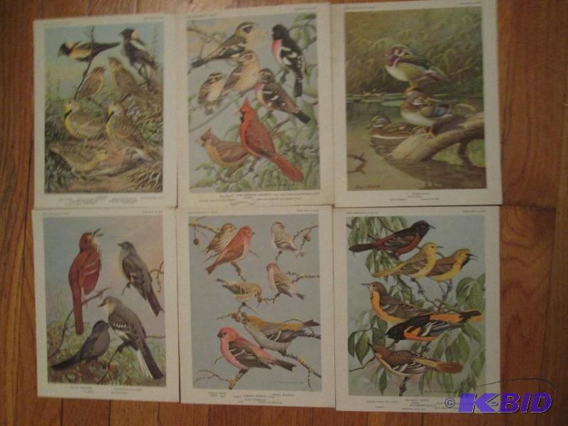 bird portraits in color with bird name 9in x ...