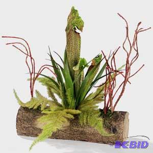 Sarrancania Fern Log
