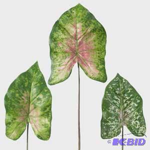 Pink caladium