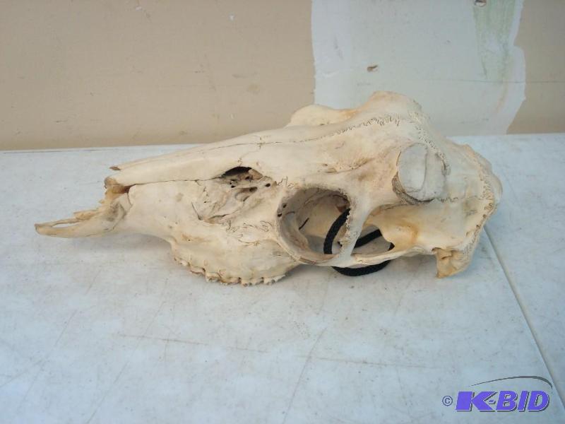 Animal Skull...