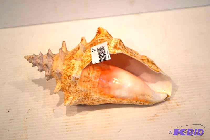 lot 147 image: Large shell 10" long...