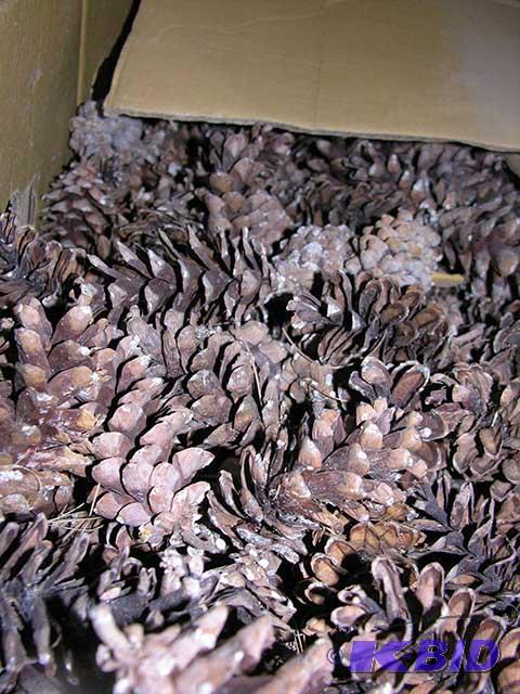 Pine Cones