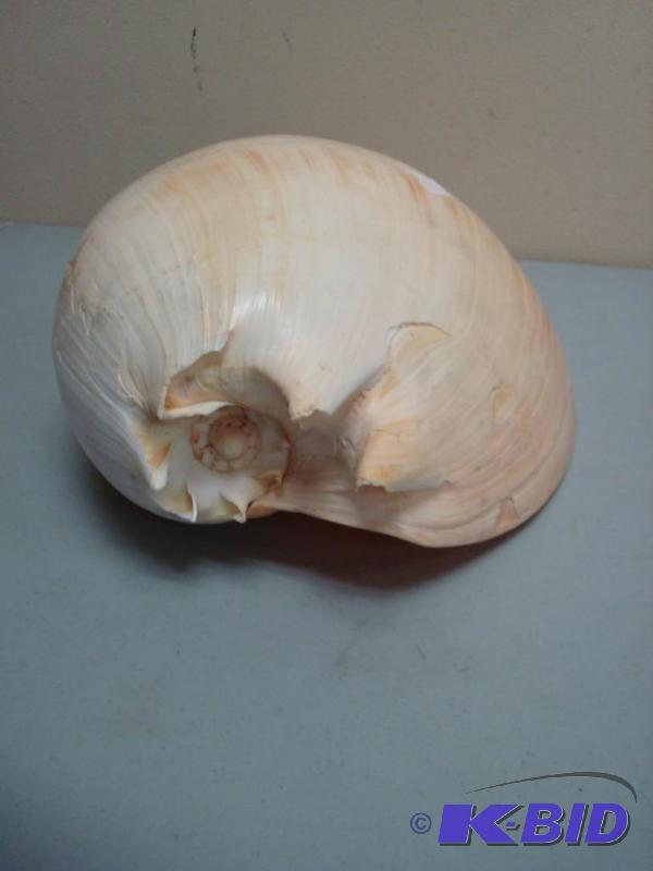 Large Sea Shell...