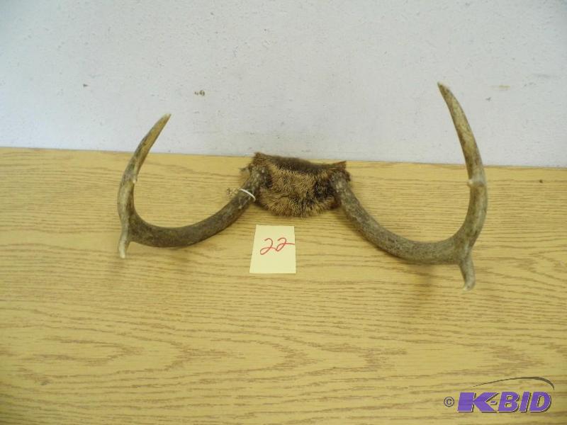 Deer Antlers
