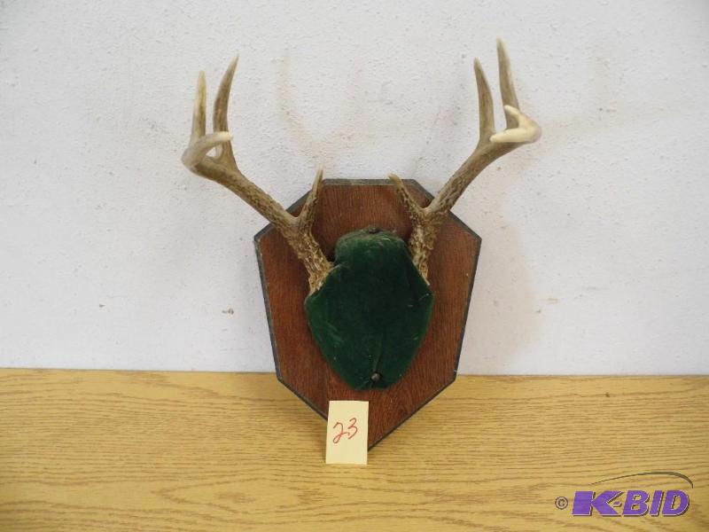 Deer Antlers
