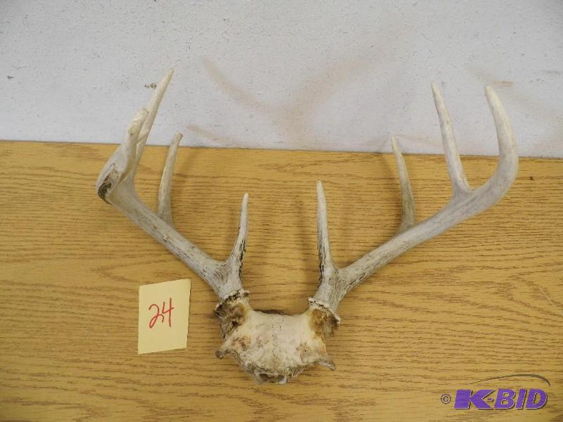 Deer Antlers