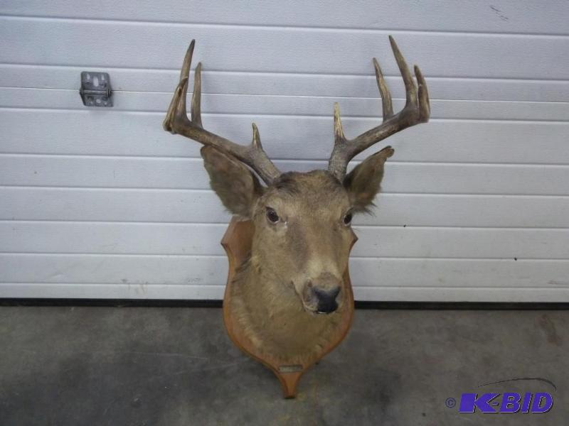 lot 20 image: White Tail Deer Taxidermist mount...