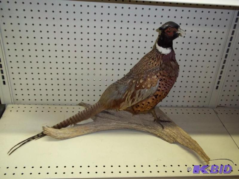 lot 23 image: Pheasant taxidermist mount...
