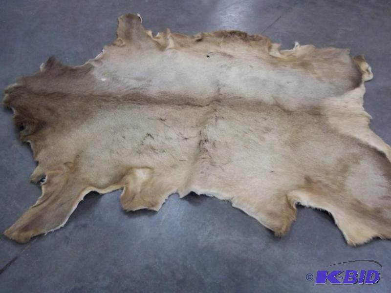 lot 26 image: Elk Hide rug  wall hanging...