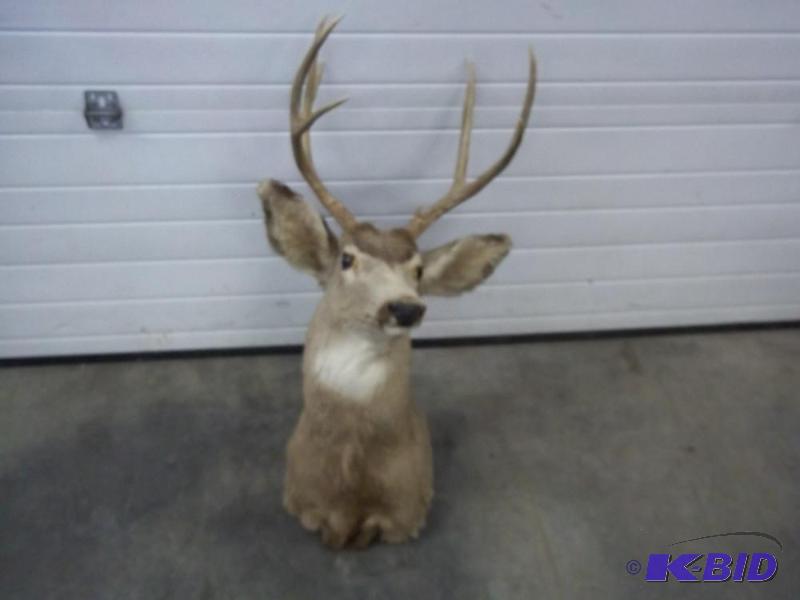 lot 30 image: Mule Deer Taxidermist mount...