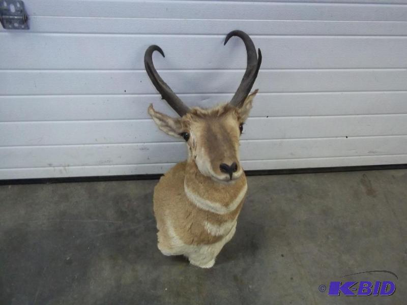 lot 44 image: Antelope taxidermist mount...