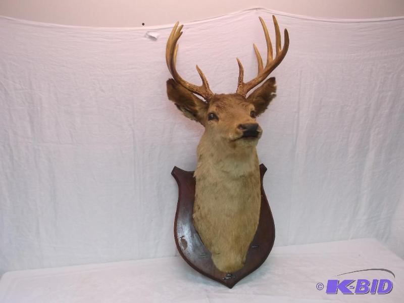 Nice 10 point deer mount a little ruff around...