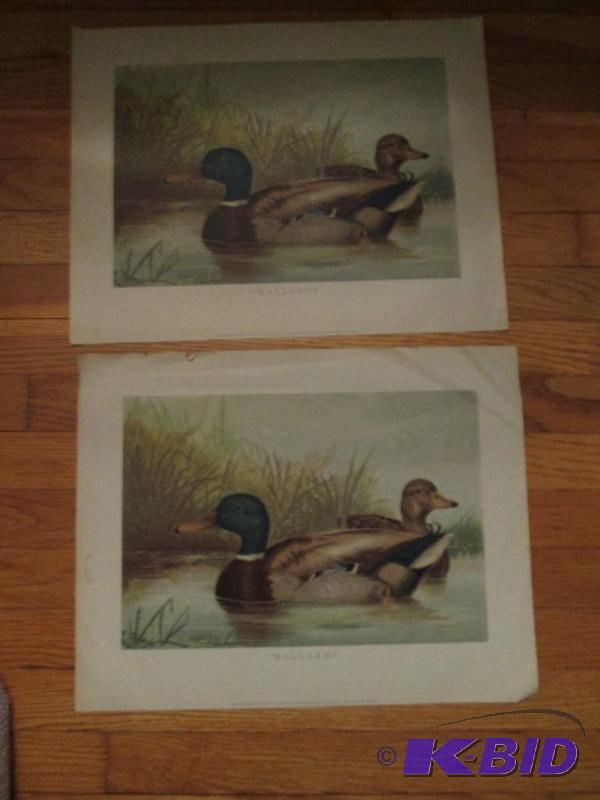 mallard ducks in water...