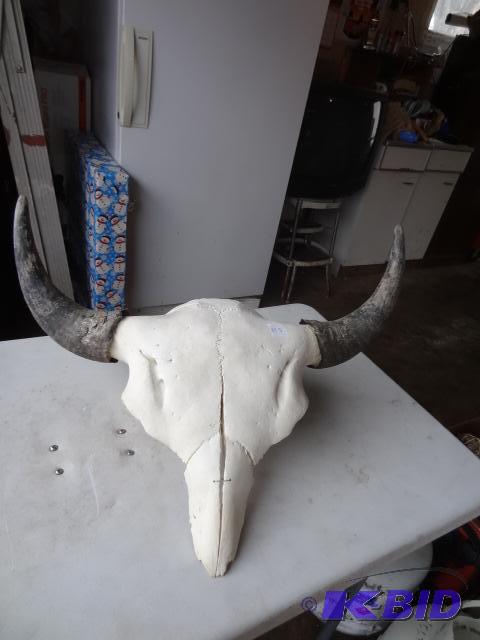 lot 155 image: Cow Skull 24" Wide...