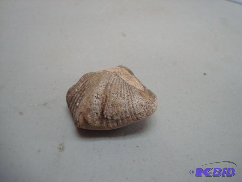 Small Fossil&nbsp...