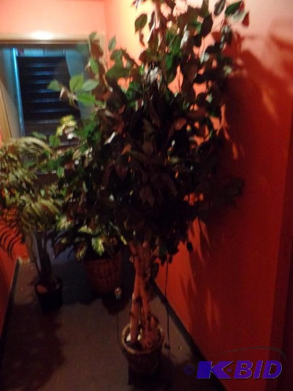 Plants