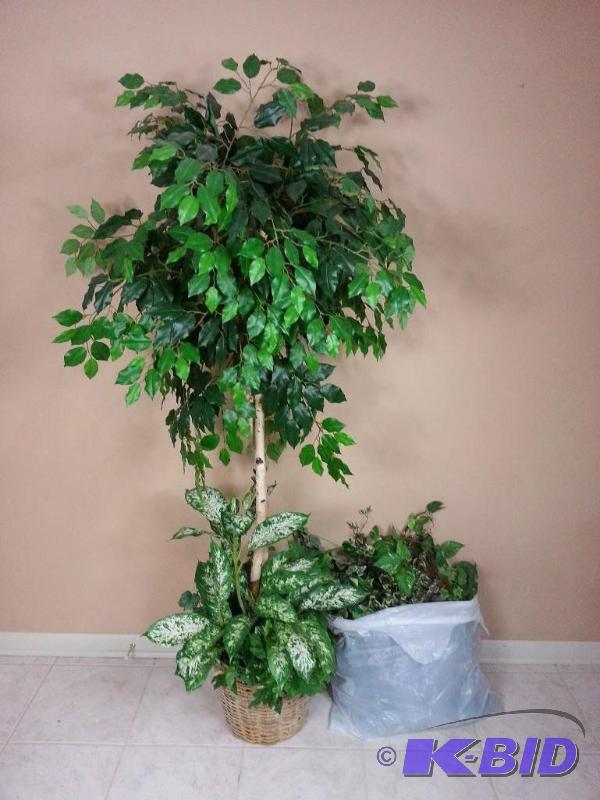 lot 26 image: 6 2 Ficus Tree w Golden Dieffenbachia Plant Base  Extra Foliage