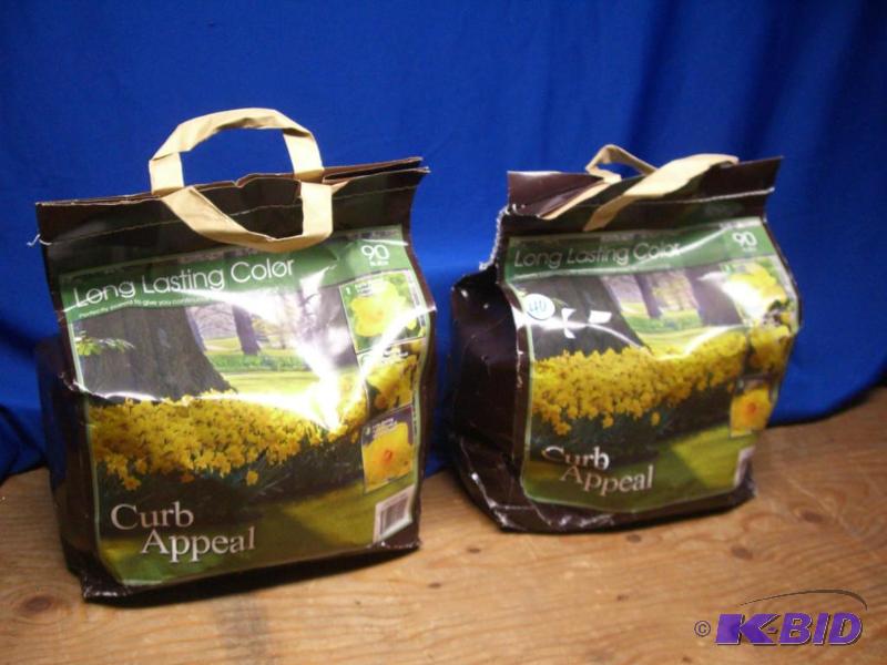 Trumpet Daffodil Bulbs