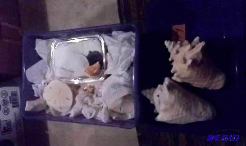 Nice Collection Of Sea Shells, Jumbo Sand Dol...