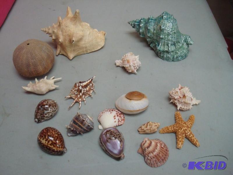 lot 60 image: Lot Of Seashells , Some May Show Wear...