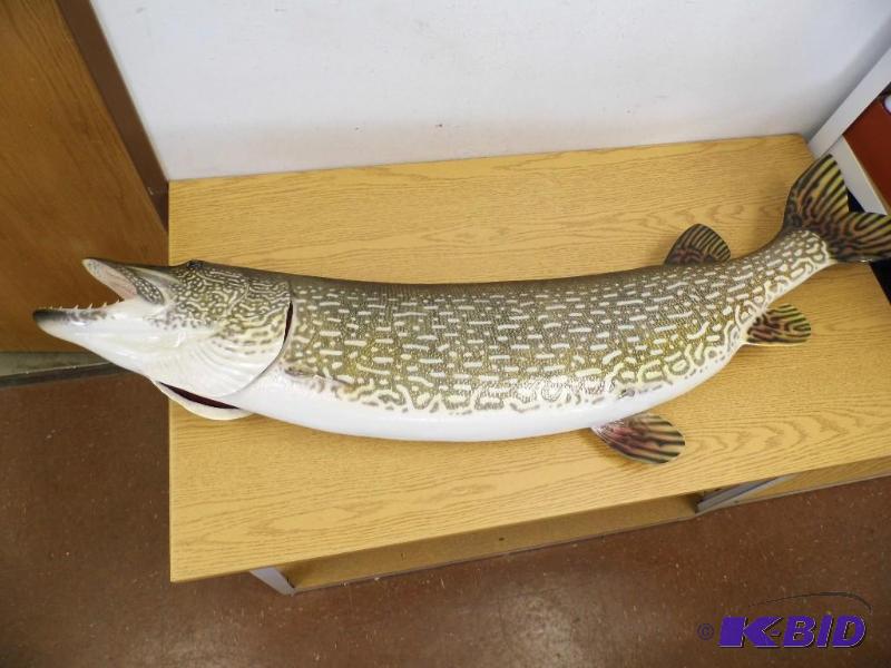Northern Pike Replica Mounted Fish