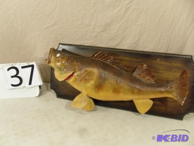 lot 37 image: Large Mounted Walleye. Fish measures approxim...