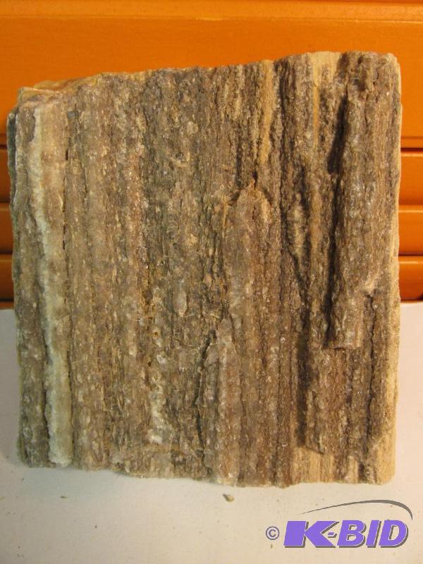 Petrified Wood