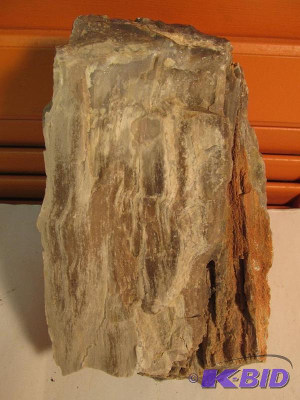 Petrified Wood - with crystals