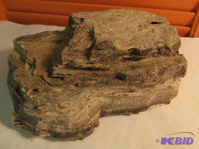 Petrified Wood