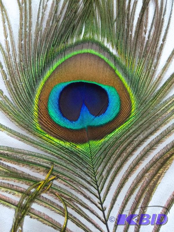 lot 10 image: Really Nice LONG Peacock Feathers lot of 6