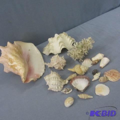 lot 196 image: Sea Shells & Coal