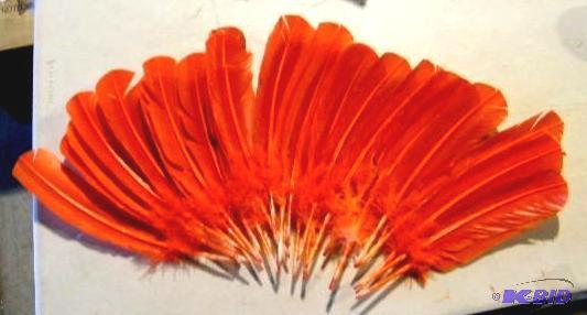 lot 100 image: Set of 25 Red Feathers - Approximately 1 foot...