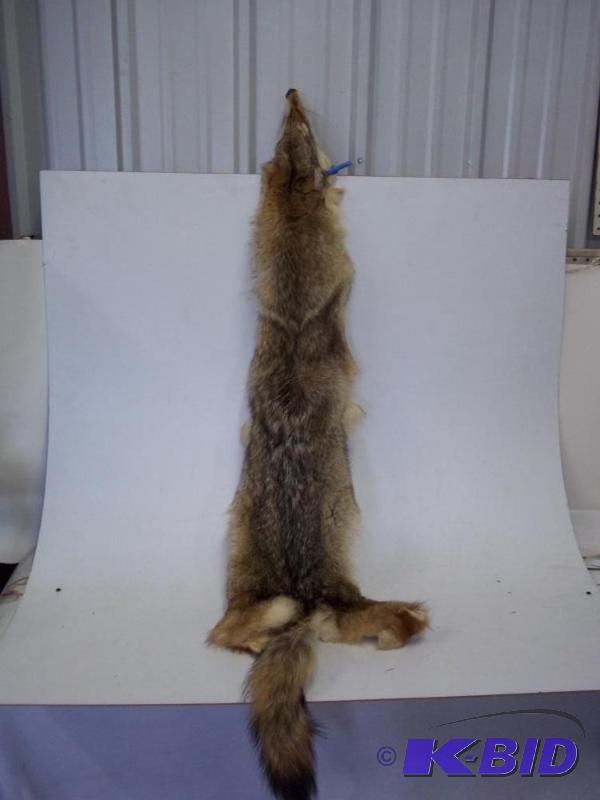 lot 74 image: Coyote  Fur...