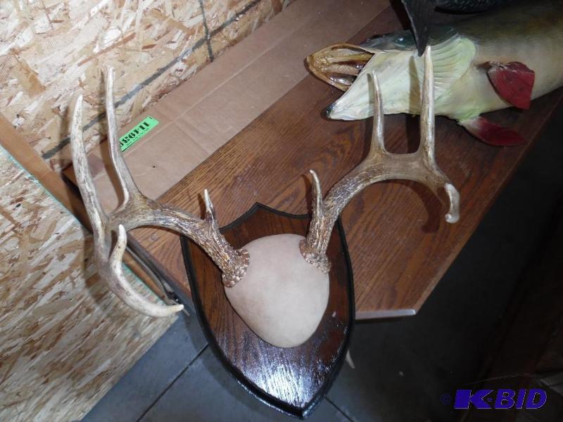 Deer Antlers