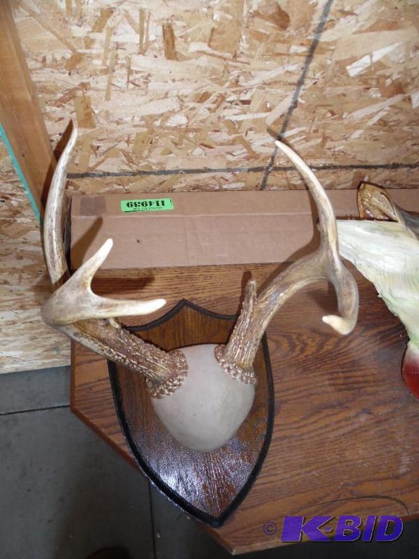 Deer Antlers