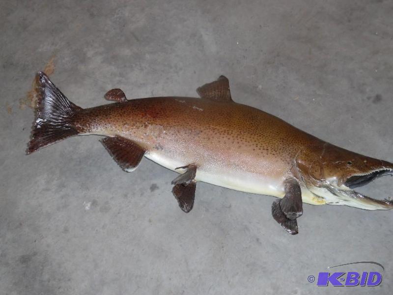 Mounted Fish