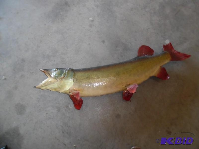 Mounted Fish