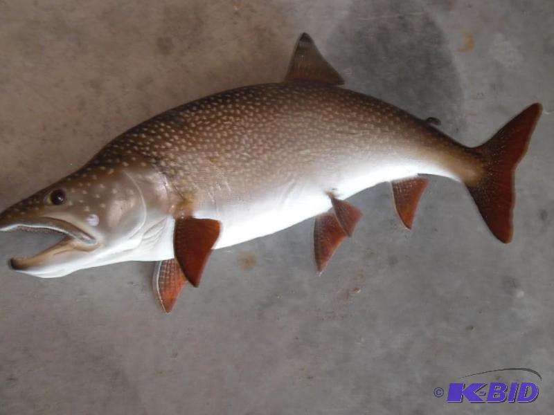 Mounted Fish