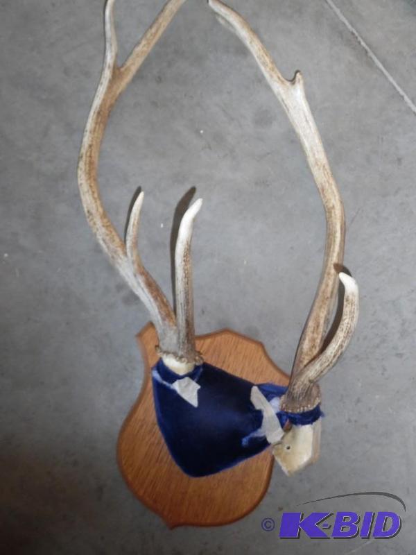 Antlers