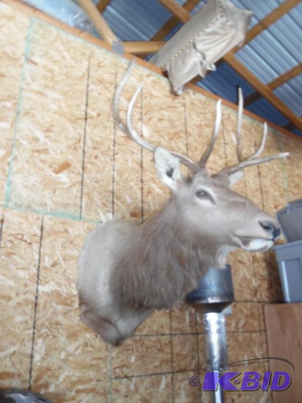 Elk Mount