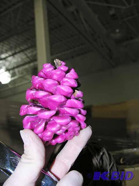 Pine Cones