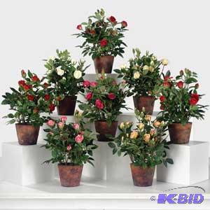 English Rose