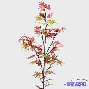 Japanese Maple