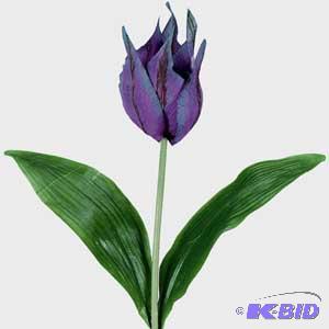 Crown Tulips