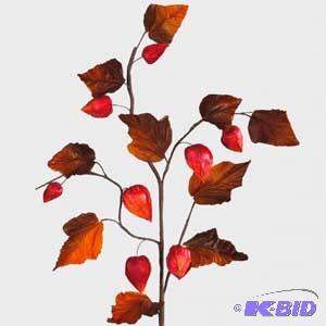 Chinese lantern Spray
