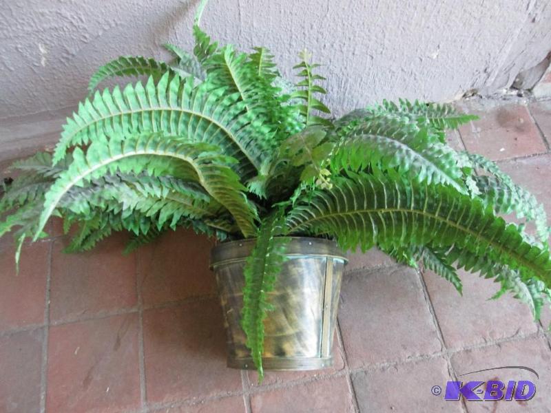 Silk fern in pot...