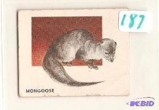 1951 Animals of the World Trading Card