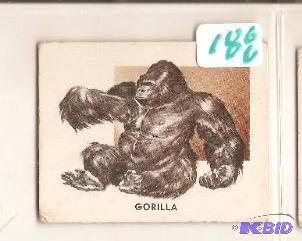1951 Animals of the World Trading Card