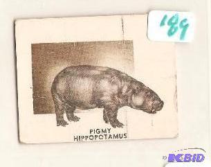 1951 Animals of the World Trading Card