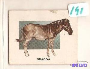 1951 Animals of the World Trading Card